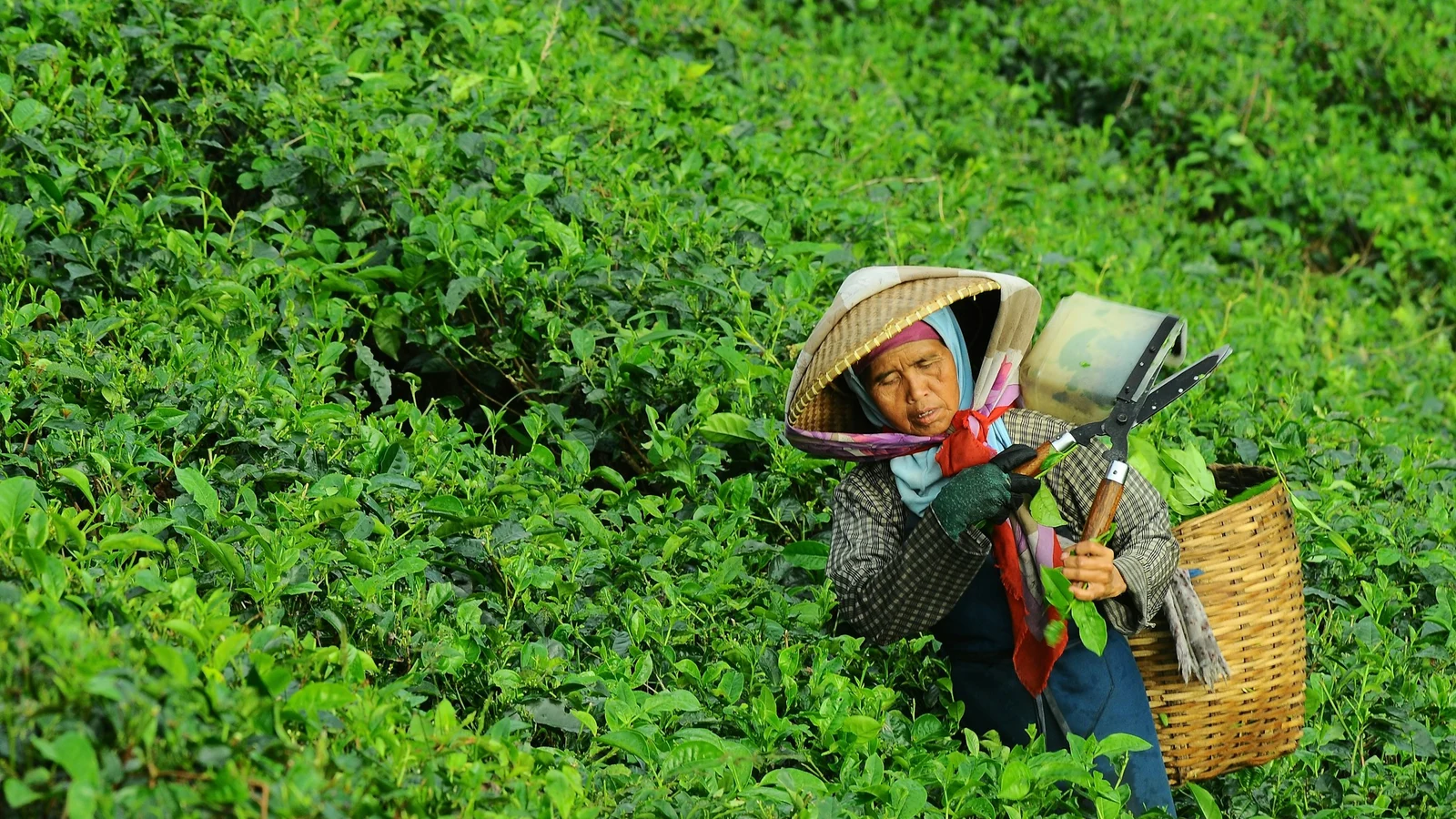 お茶の利益構造の判断に関わる担当者と業務の様子