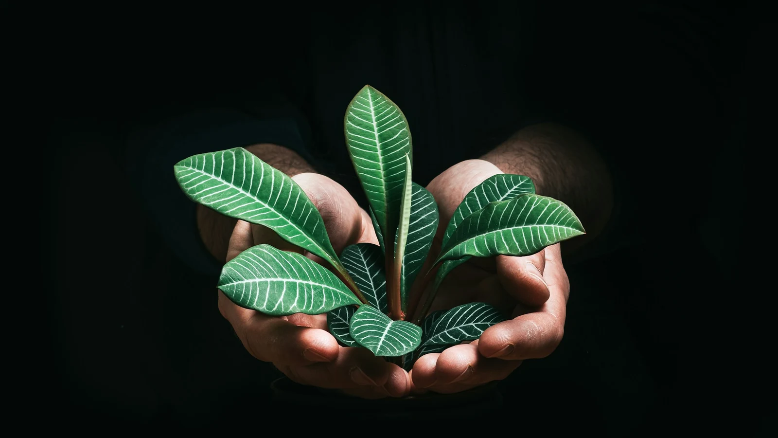環境目標を実行へ変える｜観葉植物・ガーデニング業界｜境界・基準年・投資をそろえる