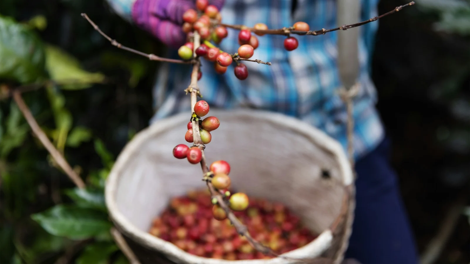 コーヒー・喫茶の知識移転と引継ぎ設計の条件を関係者が確認する実務場面の実写