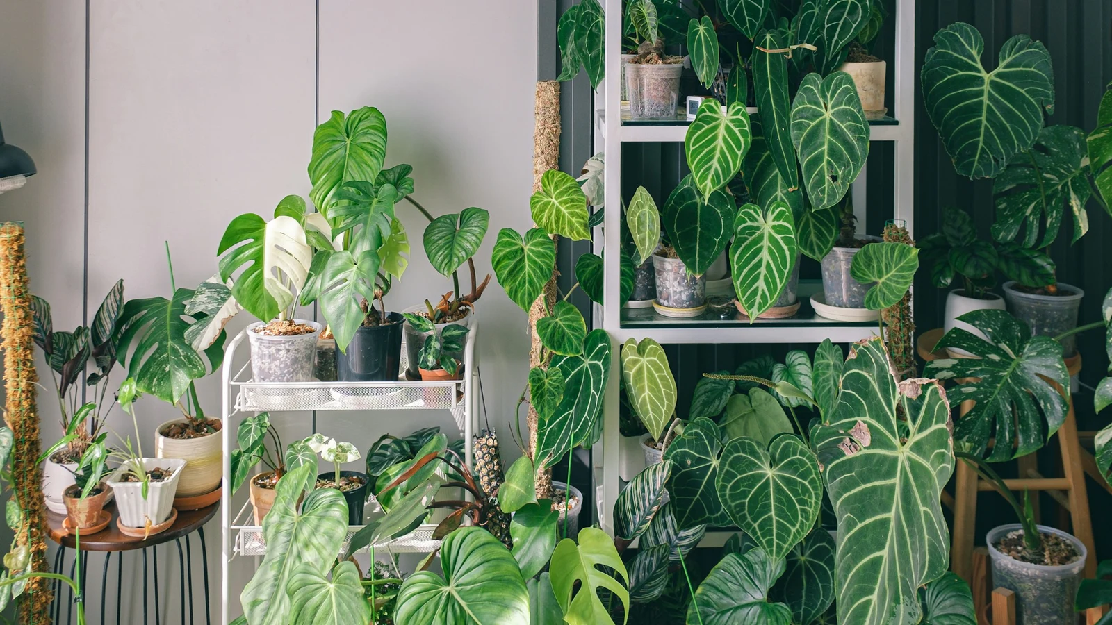 知識移転の実務｜観葉植物・ガーデニング業界｜一人でできる条件を実演で確かめる