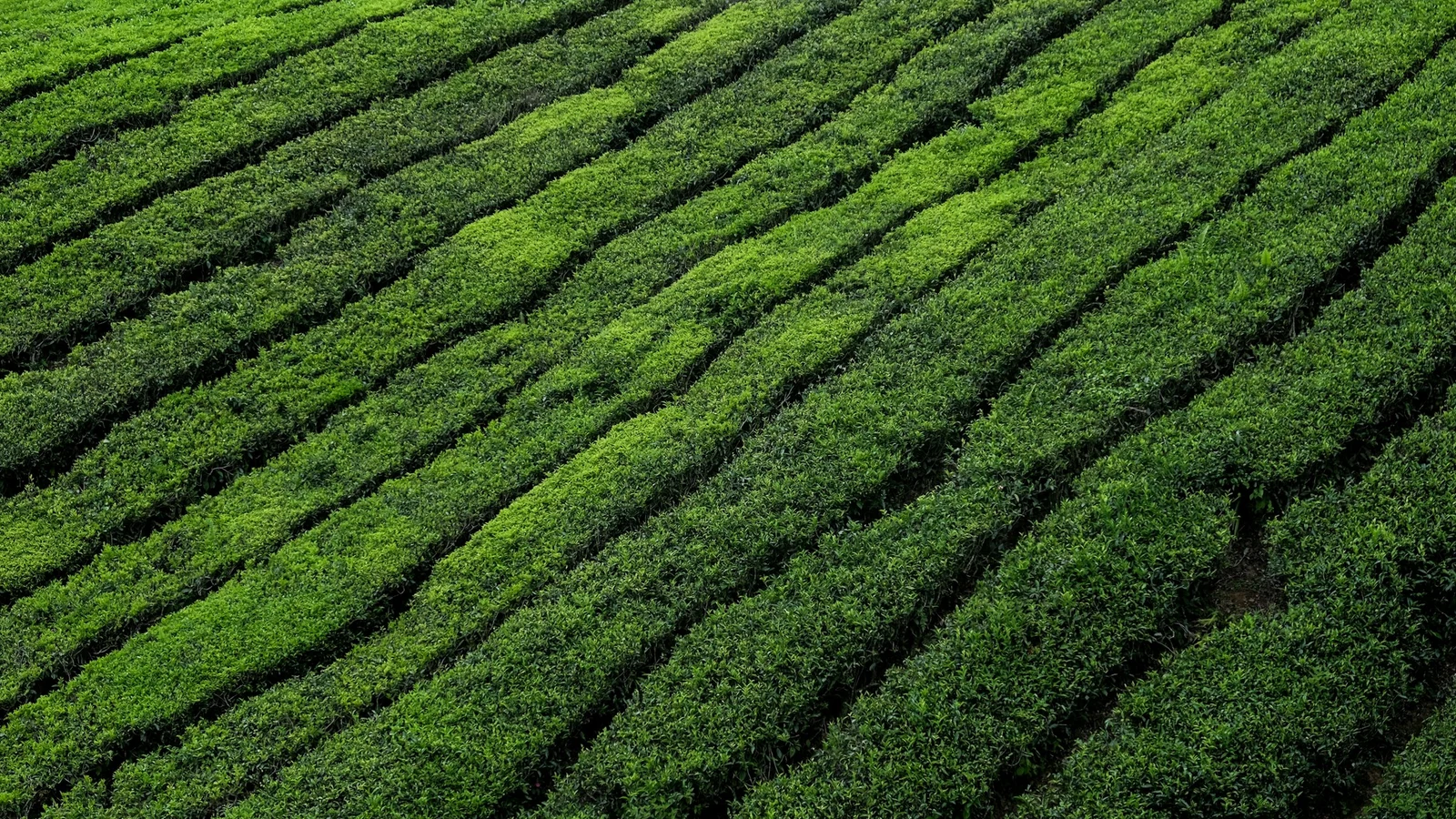 お茶業界は待ち時間はなぜ生まれる？需要変動と処理能力を分ける