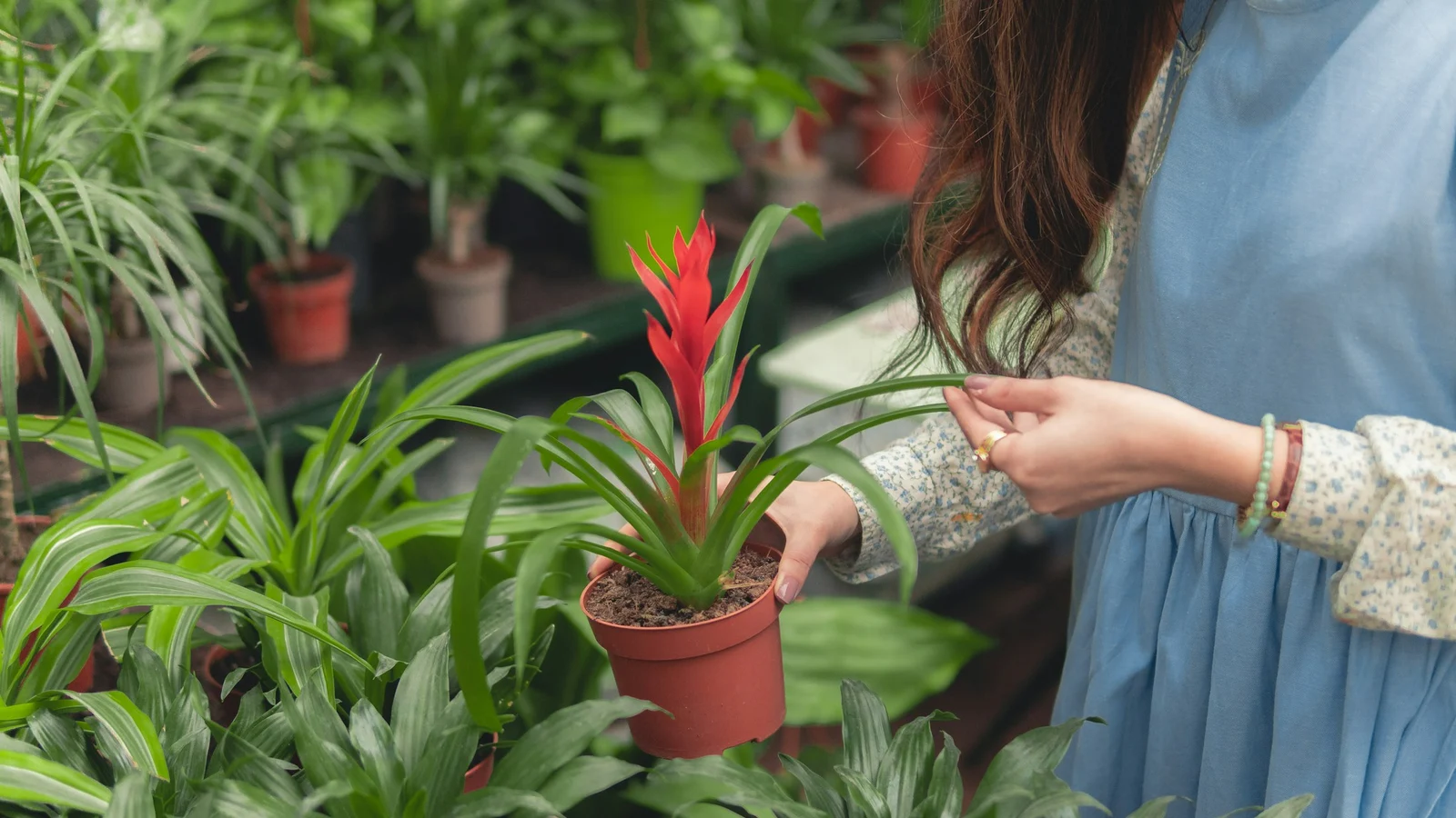 観葉植物・ガーデニングの供給網の強靱化と代替調達の条件を関係者が確認する実務場面の実写