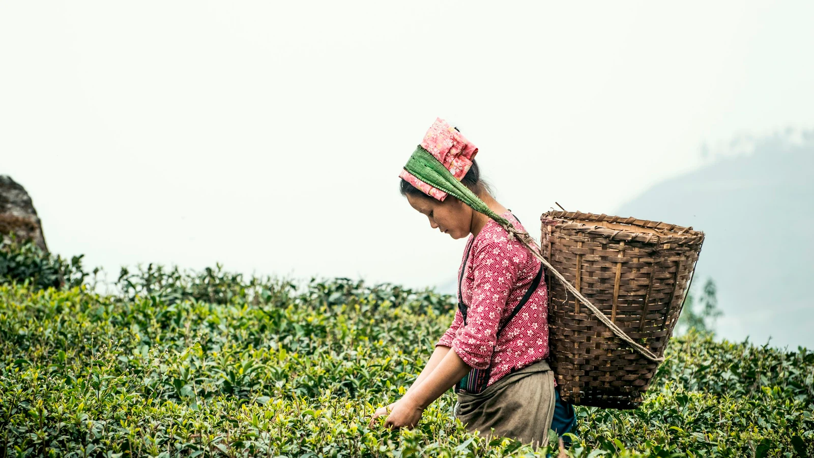 人数だけで配置を決めない｜お茶業界｜一人依存と空白を見つける