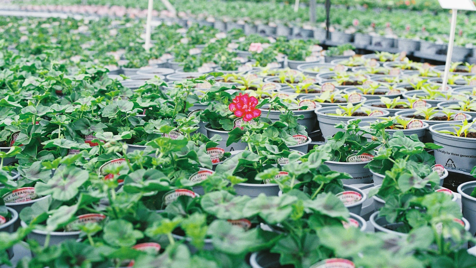 事業継続の実務｜観葉植物・ガーデニング業界｜連絡不能を訓練で見つける