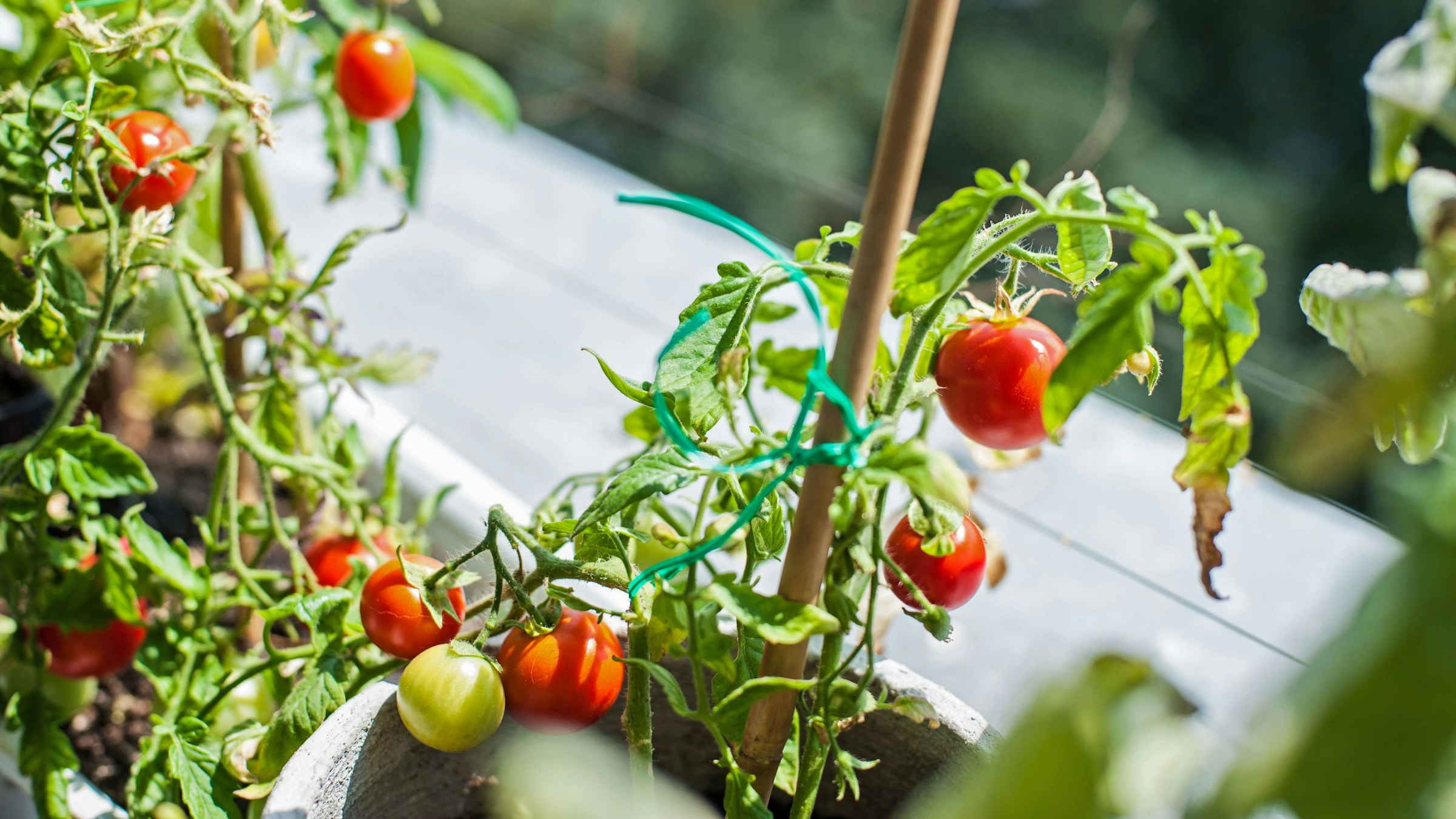 ベランダ菜園の鉢でたわわに実るミニトマト。緑の葉と赤いトマトが太陽の光を浴び、支柱で固定される。家庭菜園・ベランダ園芸の今を象徴する一枚。