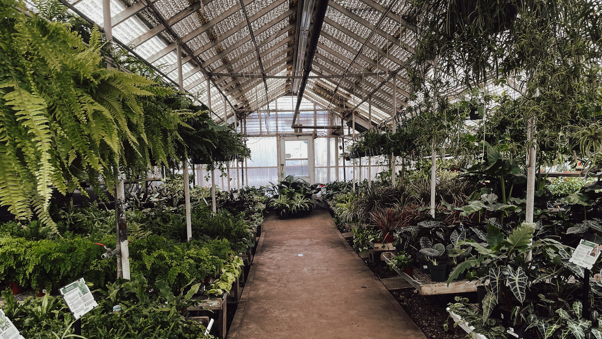 広い温室型ガーデンセンターの内観。中央の通路の両側に、シダ、観葉植物、季節の鉢花が整然と並び、ガラス屋根から自然光が差し込む。育てる植物が一堂に集まる業態の象徴。