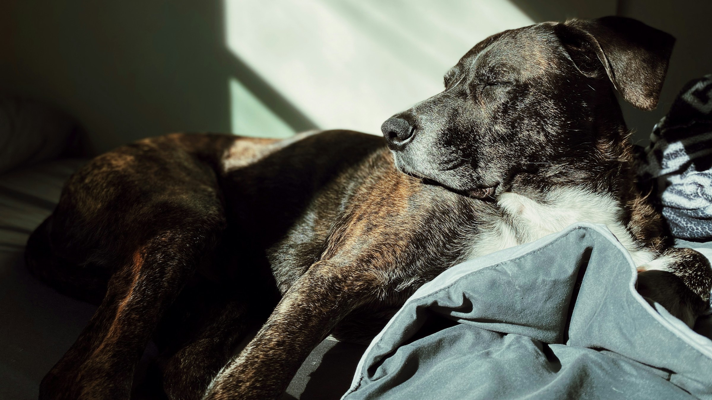 やわらかい光の差し込む部屋で、青い毛布の上に横たわって安らかに眠るシニア犬。茶色いブリンドル(虎柄)の毛色とほのかに白くなった鼻先が、年を重ねた家族としてのペットを象徴する一枚。