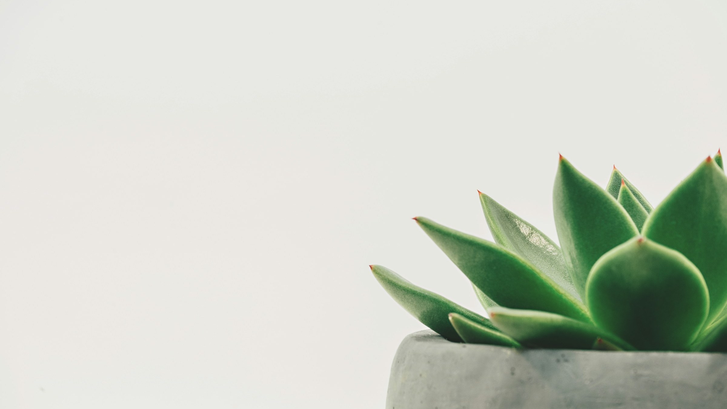 エケベリア風ロゼットの多肉植物単体クローズアップ。灰色コンクリート鉢に植えられ、葉の粉吹きと赤い葉先が映る。「多肉の代表形態」を象徴する一枚。