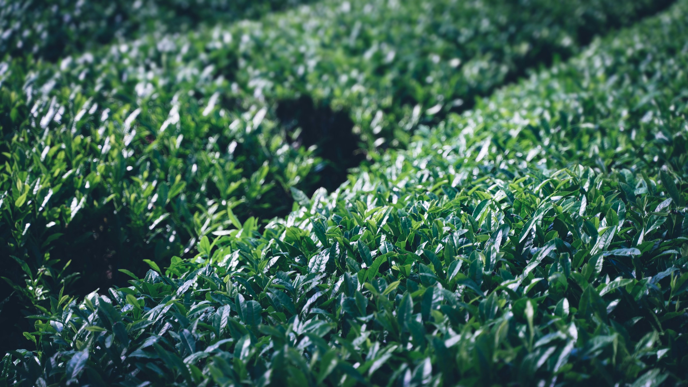 整然と並ぶ茶畑の新緑のクローズアップ。茶葉の畝が層をなす。